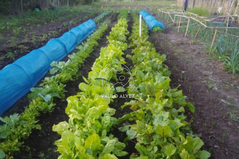 Plantaciones
